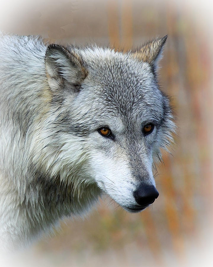 Wolf Profile Photograph by Steve McKinzie