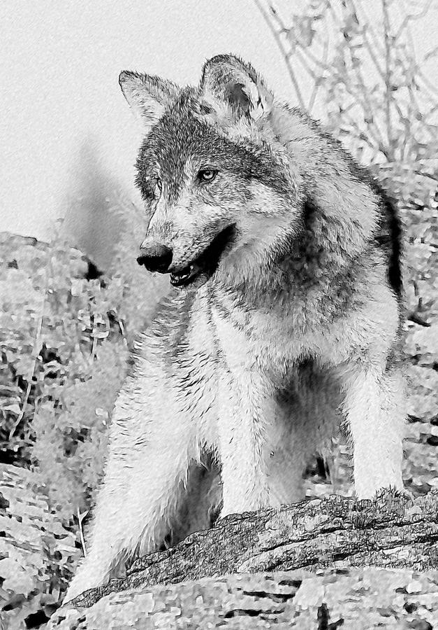 Wolf Sketch Photograph by Wade Aiken