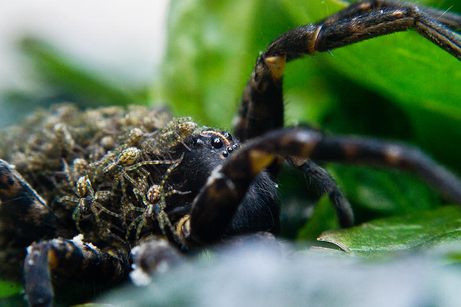 Spider Photograph - Wolf Spider and Babies 1 by Douglas Barnett