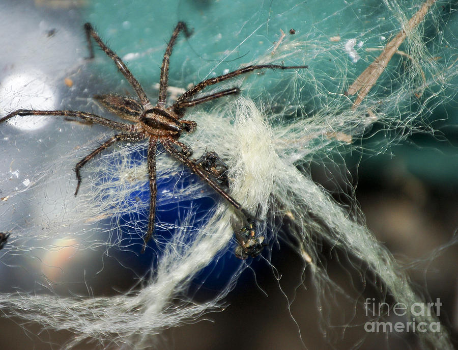 Wolf Spider Eating Photograph By Art Hill Studios Fine Art America   Wolf Spider Eating Art Hill Studios 