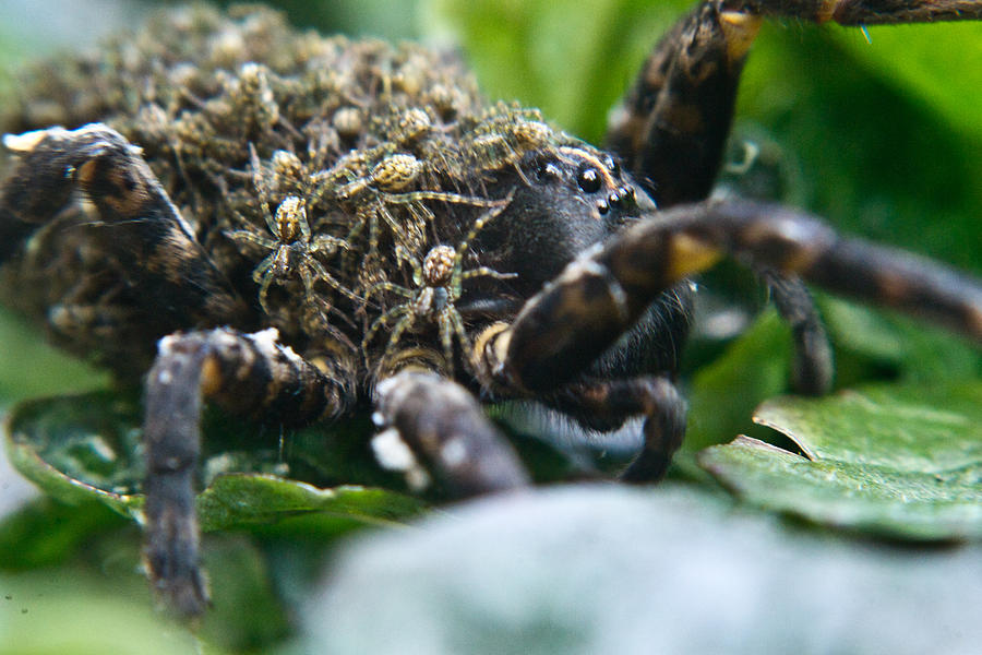 Spider Photograph - Wolf Spider with Young by Douglas Barnett