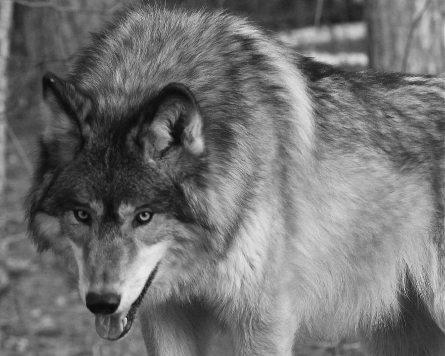 Wolf Stare Photograph by Kate Purdy