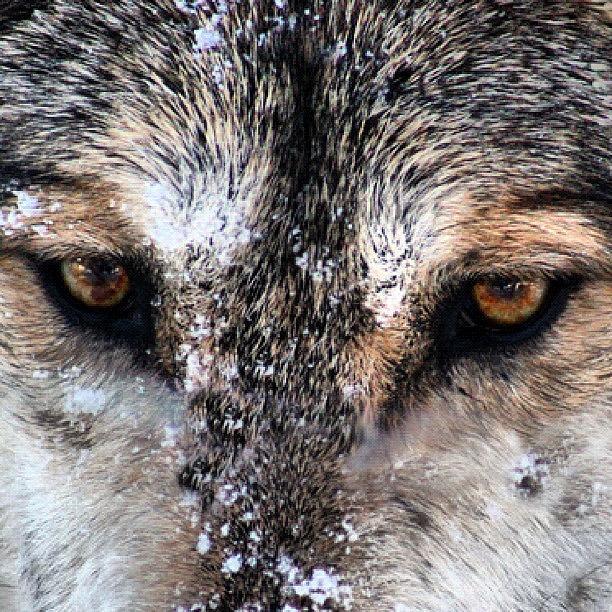 Nature Photograph - Wolf Stare by Kim Gourlay