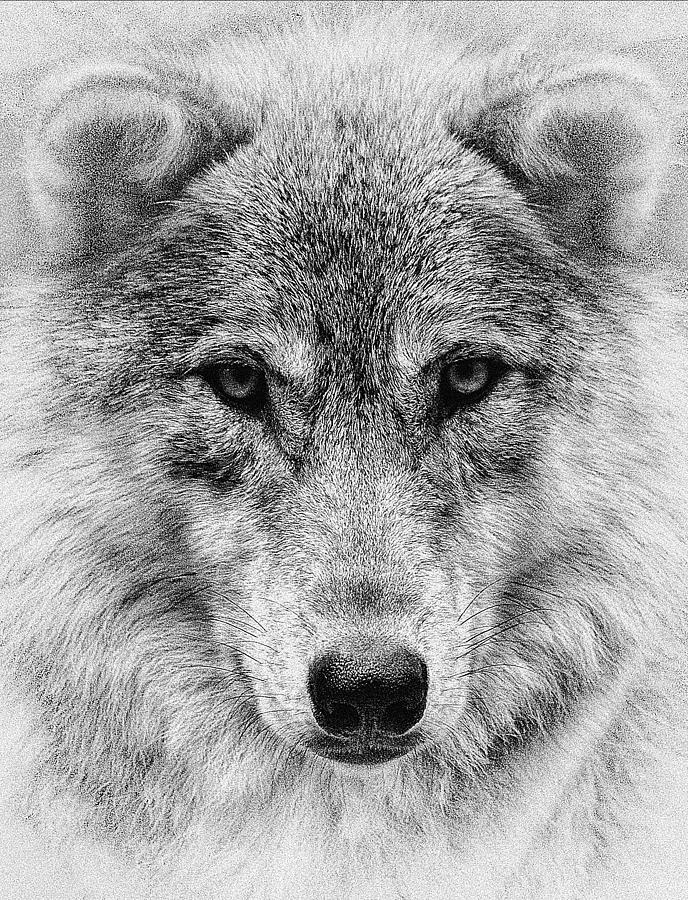 Wolf Stare Photograph by Wade Aiken