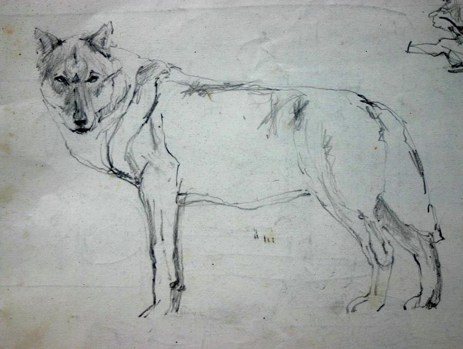 Wolf Study Drawing by Tom Smith