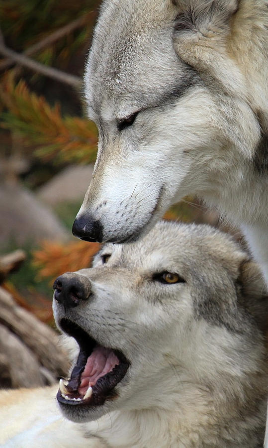 Wolf Talk Photograph by Steve McKinzie