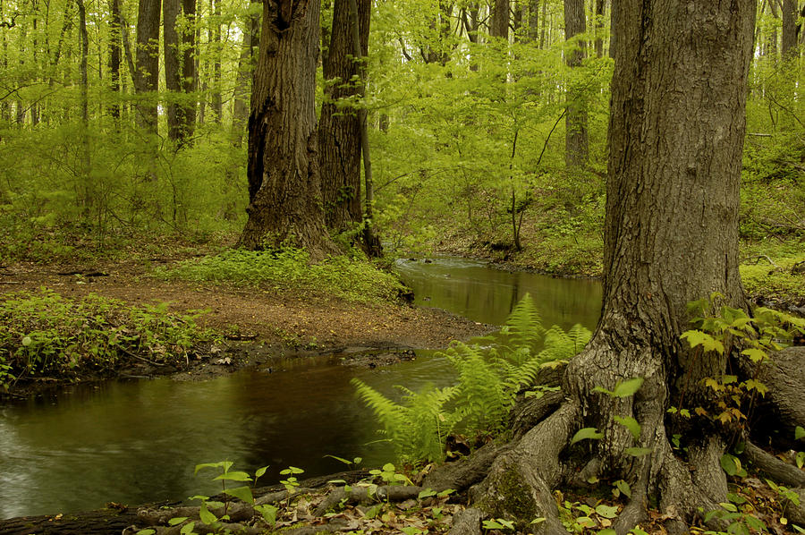 Spring Photograph - Wolfes Pond Park on Staten Island by Nancy De Flon