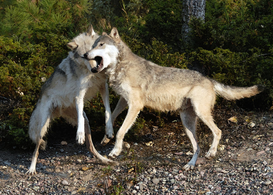 Wolfplay Photograph by Wade Aiken
