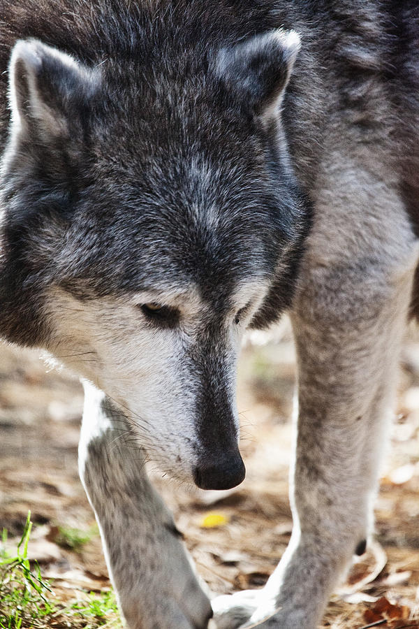 Wolfs Beauty Photograph by Karol Livote