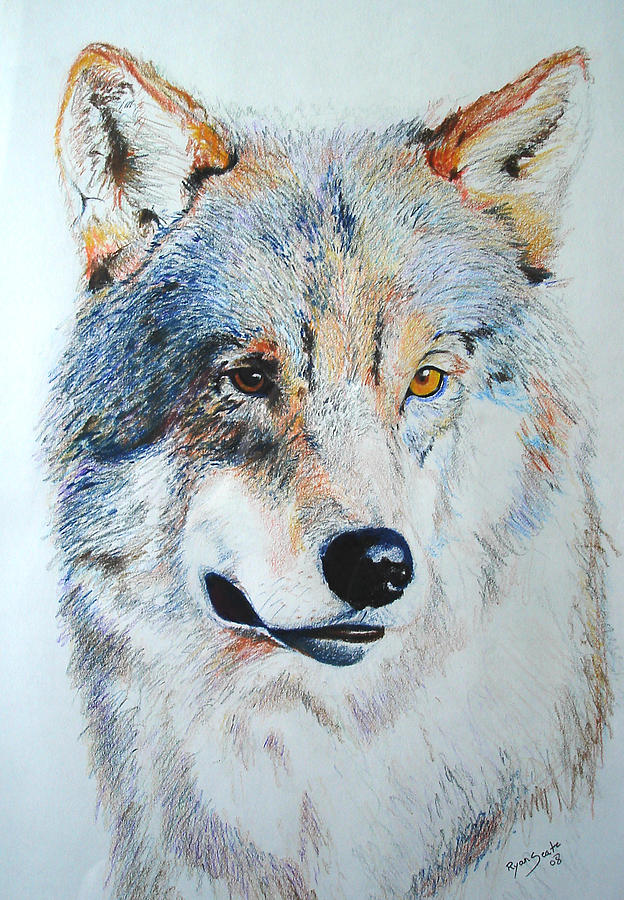 Wolfy Drawing by Ryan Seate - Fine Art America