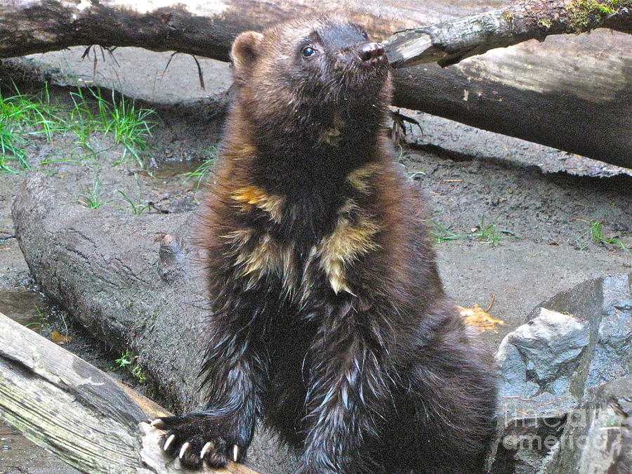 Wolverine with claws bared Photograph by Sean Griffin