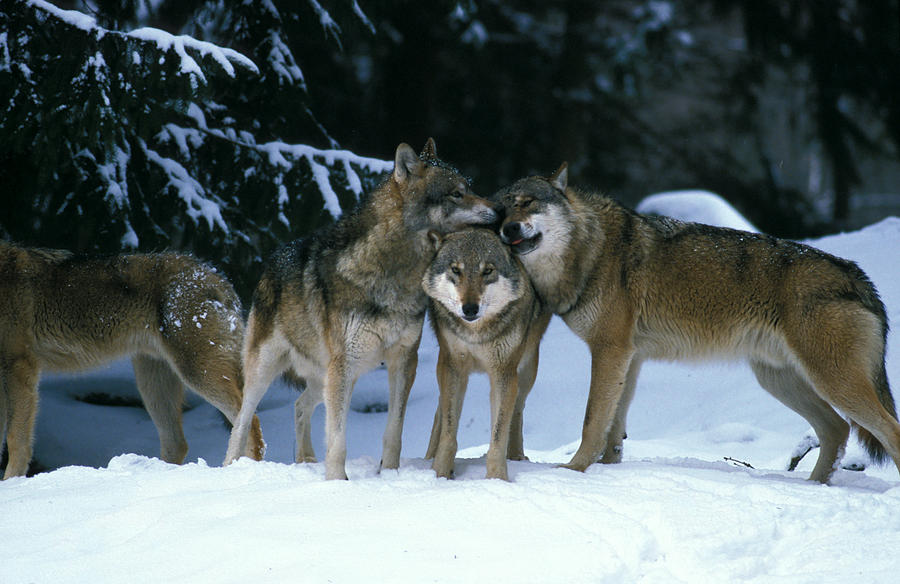 Wolves cuddling in a snowy forest Photograph by Ulrich Kunst And Bettina Scheidulin