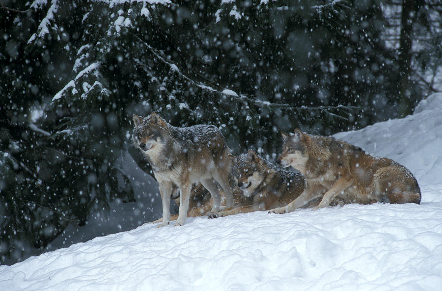 Wolves in the snow Photograph by Ulrich Kunst And Bettina Scheidulin
