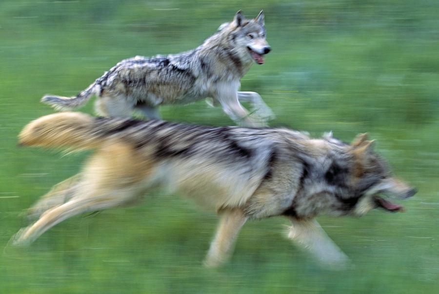 Wolves Running In Mountain Meadow Photograph by Natural Selection David