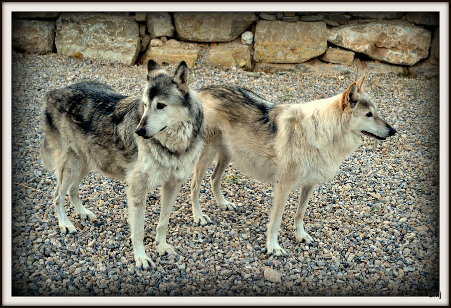 wolves XIV Photograph by Diane montana Jansson