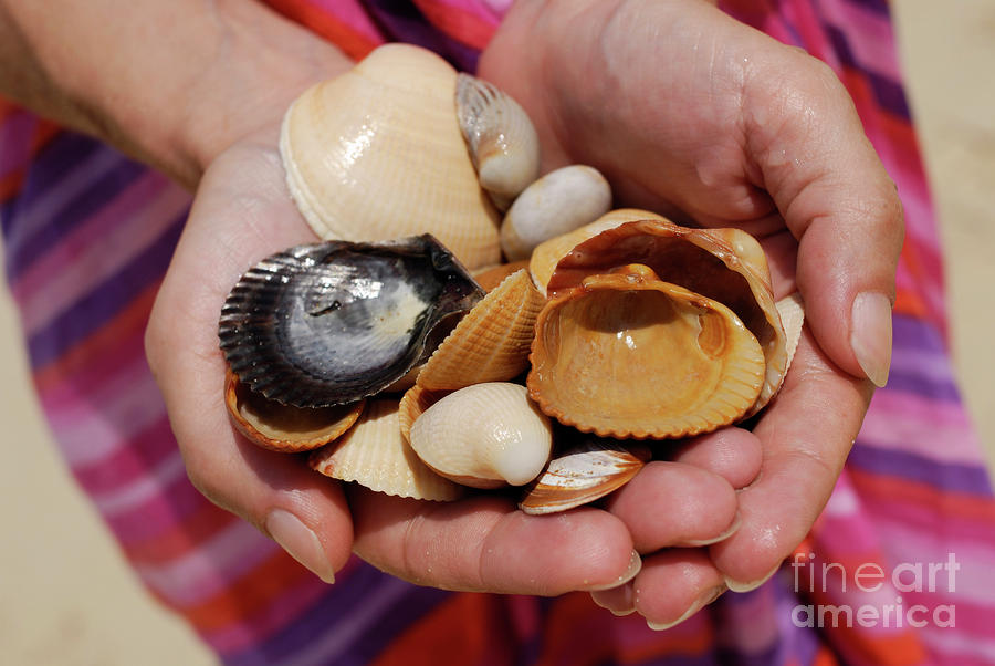 Shell Photograph - Woman holding shells by Sami Sarkis