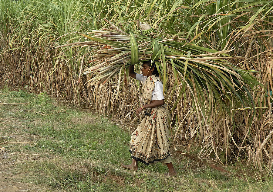 Woman With Sugarcane Waste 1 Photograph by Johnson Moya