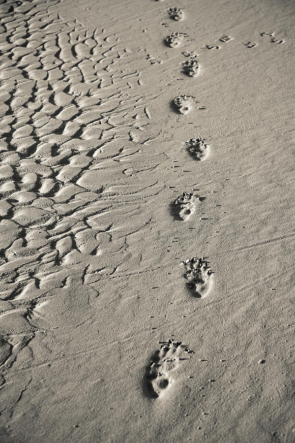 Wombat Footprints On Deserted Beach Photograph by Peter K Leung