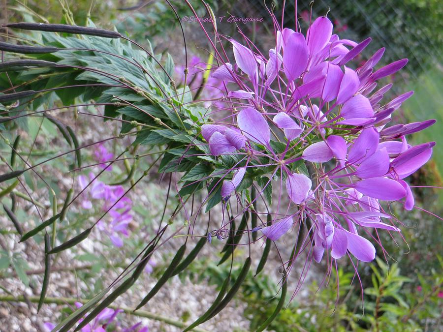 Wonder Flower Photograph by Sonali Gangane