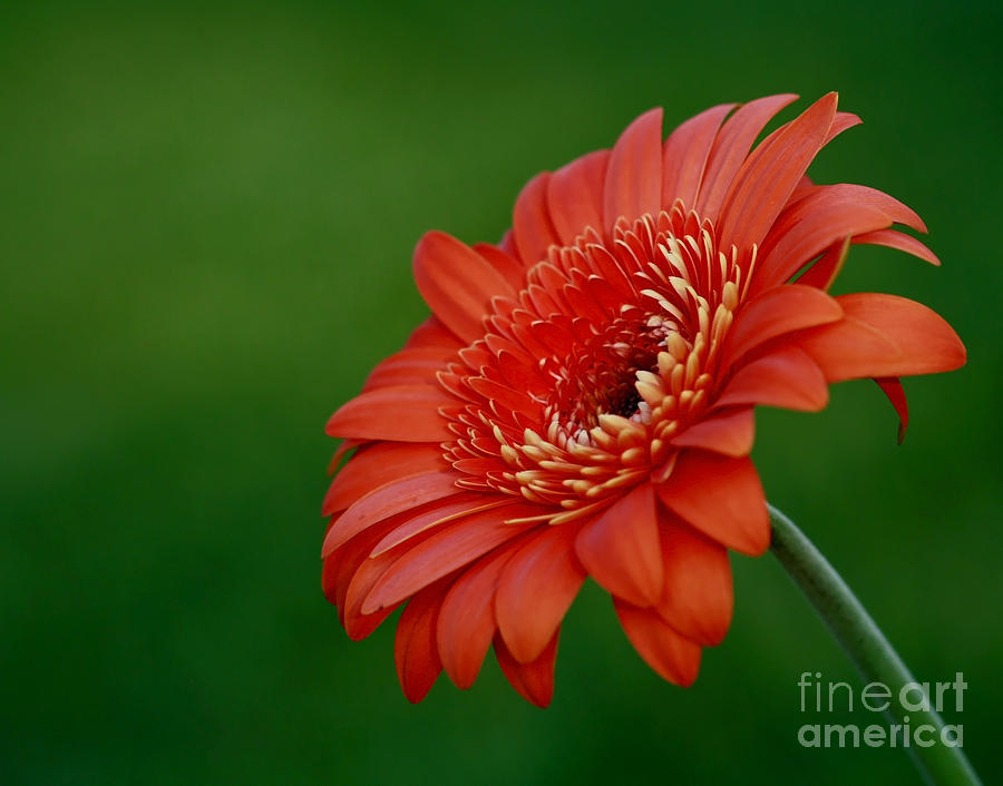Wonder Of Nature Gerber Daisy Photograph By Inspired Nature Photography