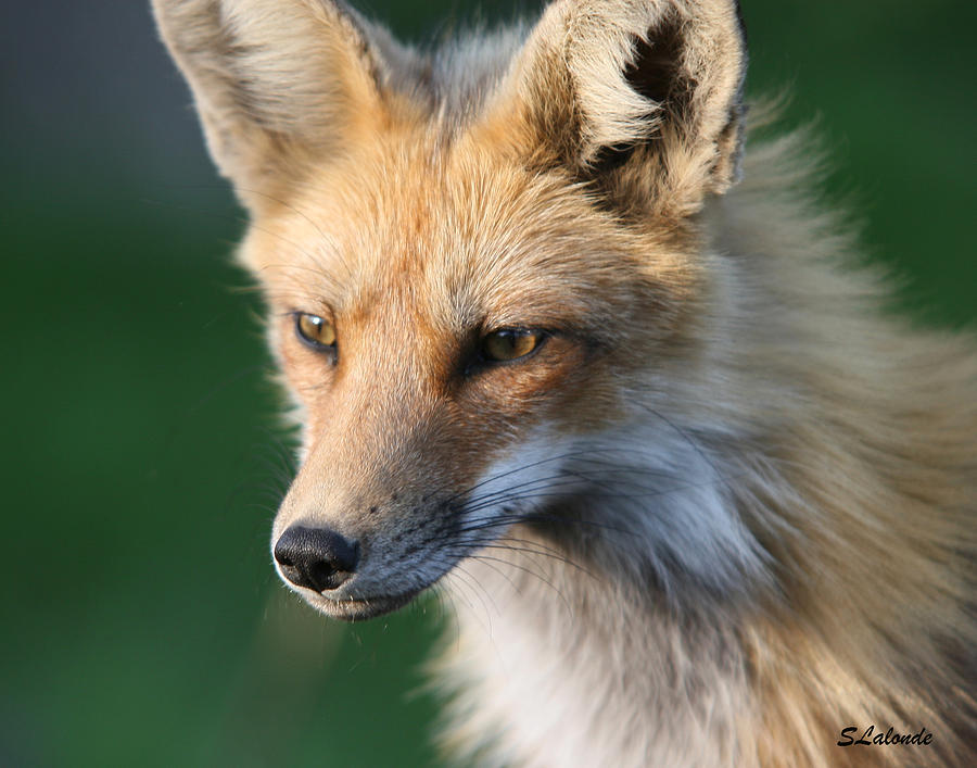Fox Photograph - Wonder by Sarah  Lalonde