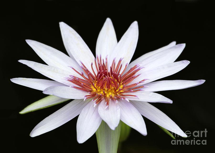 Wonderful White Water Lily Photograph by Sabrina L Ryan
