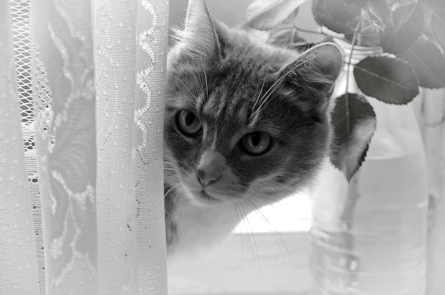 Wondering. Kitty Time Photograph by Jenny Rainbow Wondering. Kitty Time Photograph by Jenny Rainbow