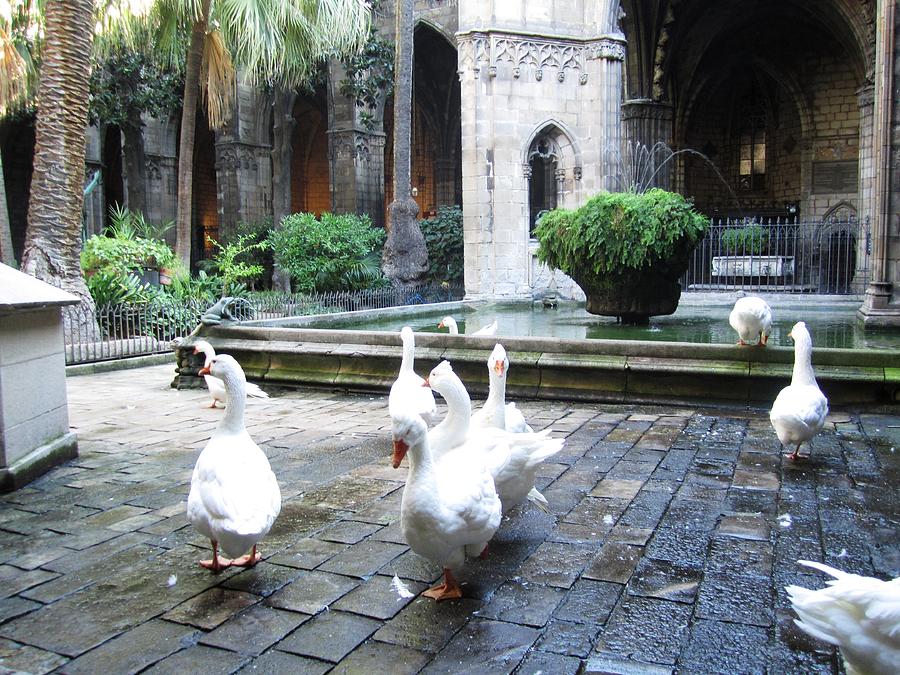 Wondering White Ducks in An Ancient Courtyard Pool Barcelona Spain Photograph by John Shiron