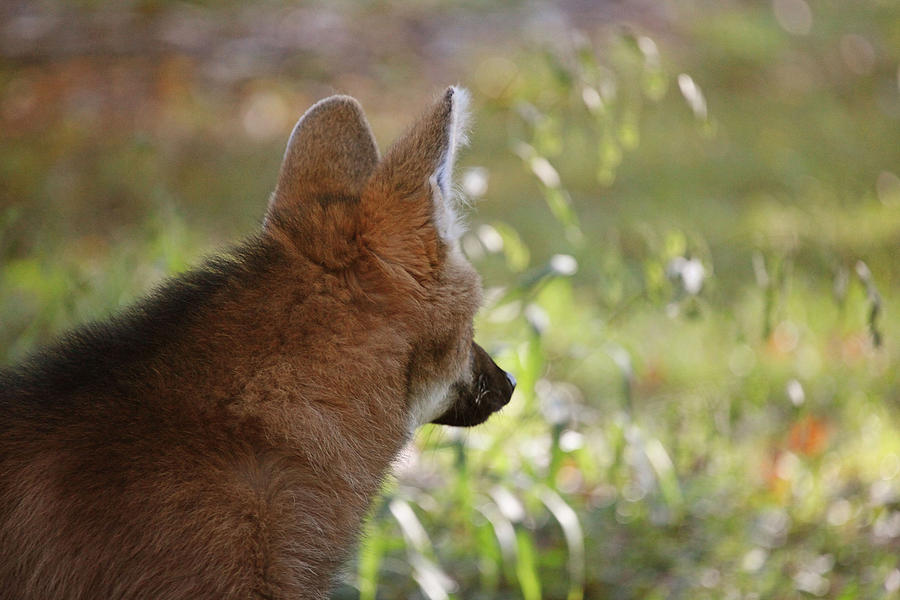 Wondering Wolf Photograph by Karol Livote