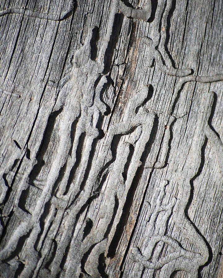 Nature Photograph - Wood Abstract by Lisa Phillips