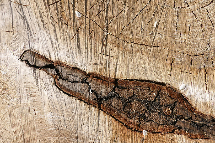 Wood design Photograph by Erik Tanghe