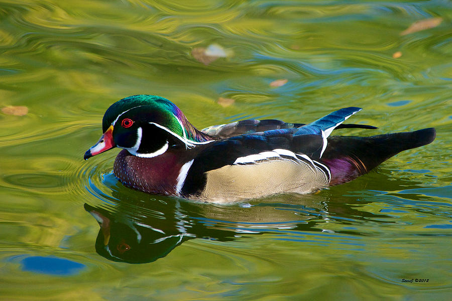 Wood Duck at Sterne Park Lake Photograph by Stephen Johnson