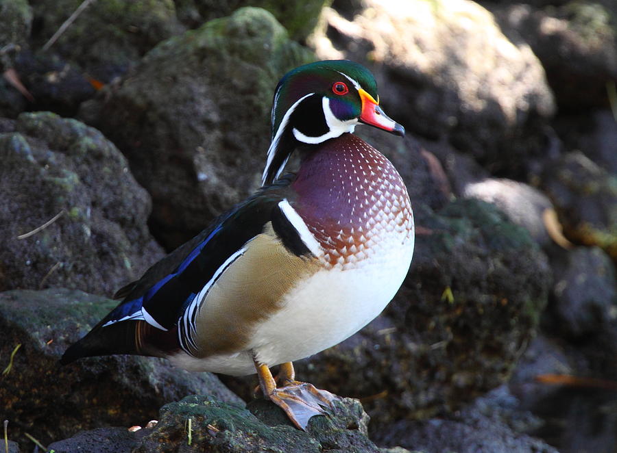 Wood Duck Photograph by Bruce J Robinson