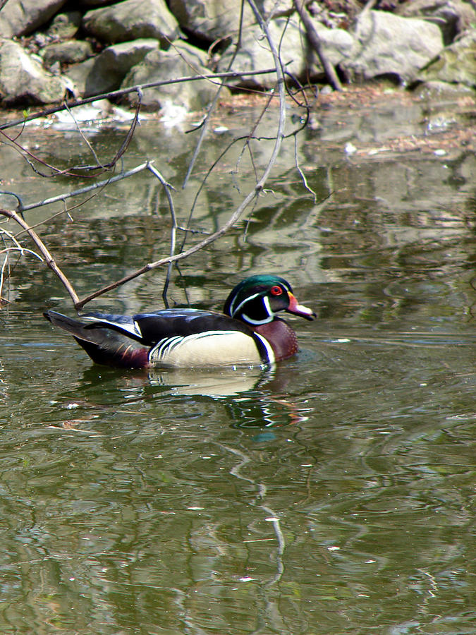 Wood Duck Mixed Media by Bruce Ritchie