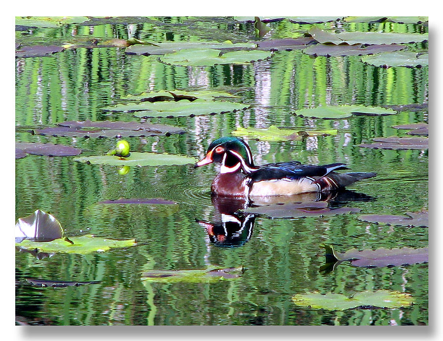 Wood Duck Photograph by Chris Anderson