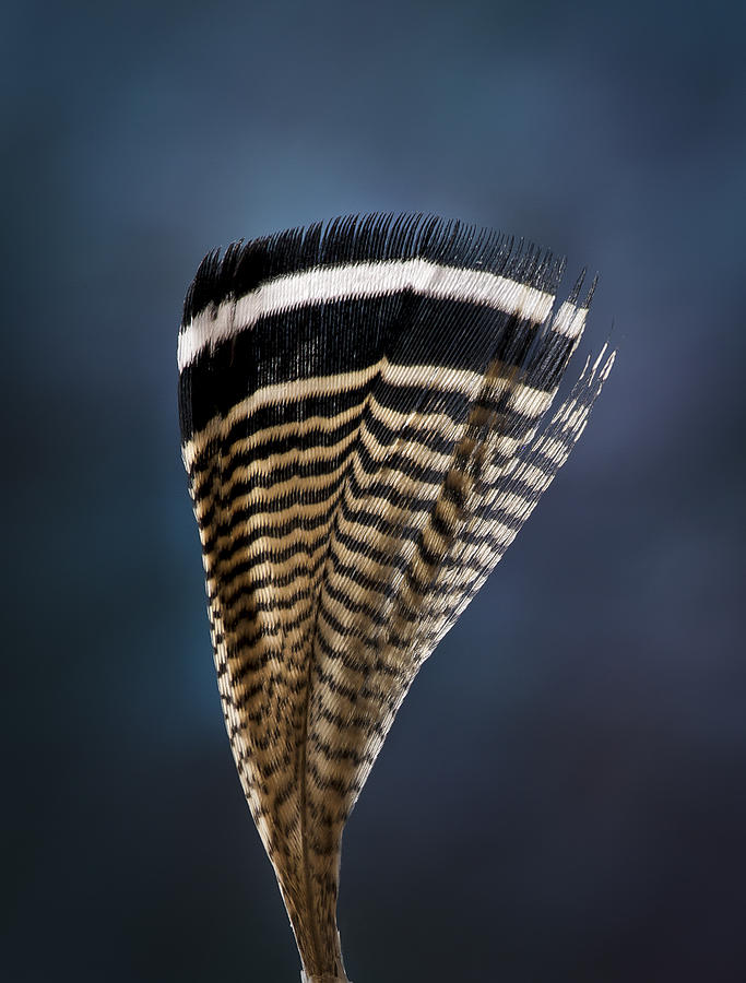 Wood Duck Feather Photograph by Jean Noren