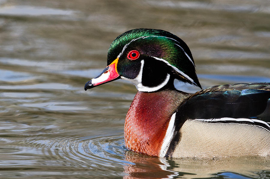 Wood Duck Photograph by Hali Sowle | Fine Art America