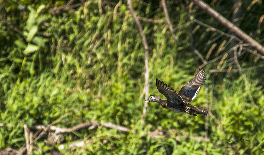 Wood Duck In Flight Photograph by Ed Peterson