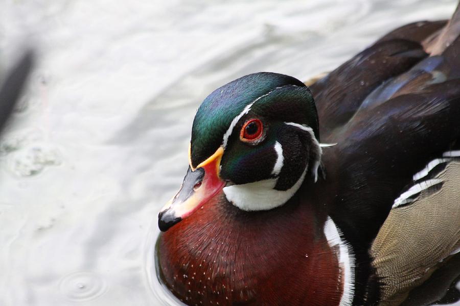 Wood Duck Photograph by Jeanne Andrews