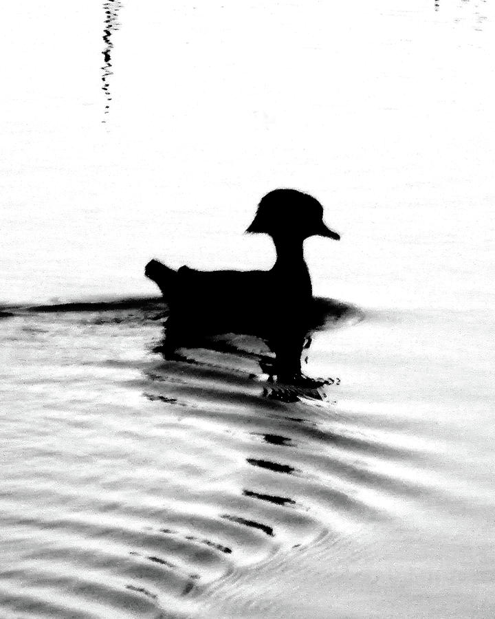 Wood Duck  Digital Art by Lizi Beard-Ward
