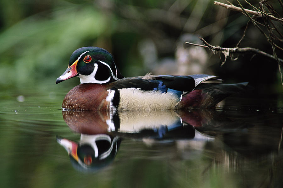 Wood Duck Male On Water British Photograph by Tim Fitzharris