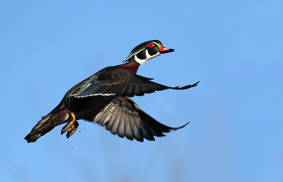 Wood Duck Photograph by Mircea Costina Photography