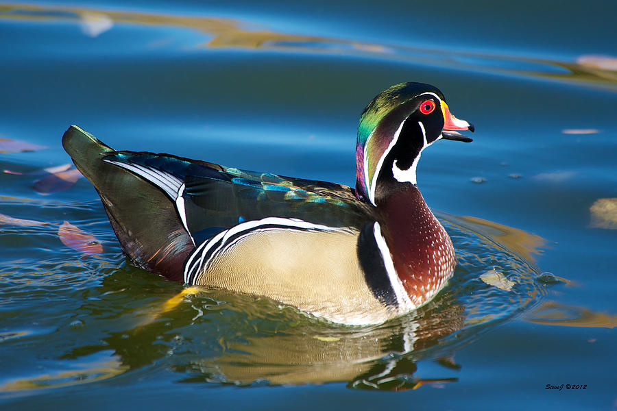 Wood Duck Morning Photograph by Stephen Johnson