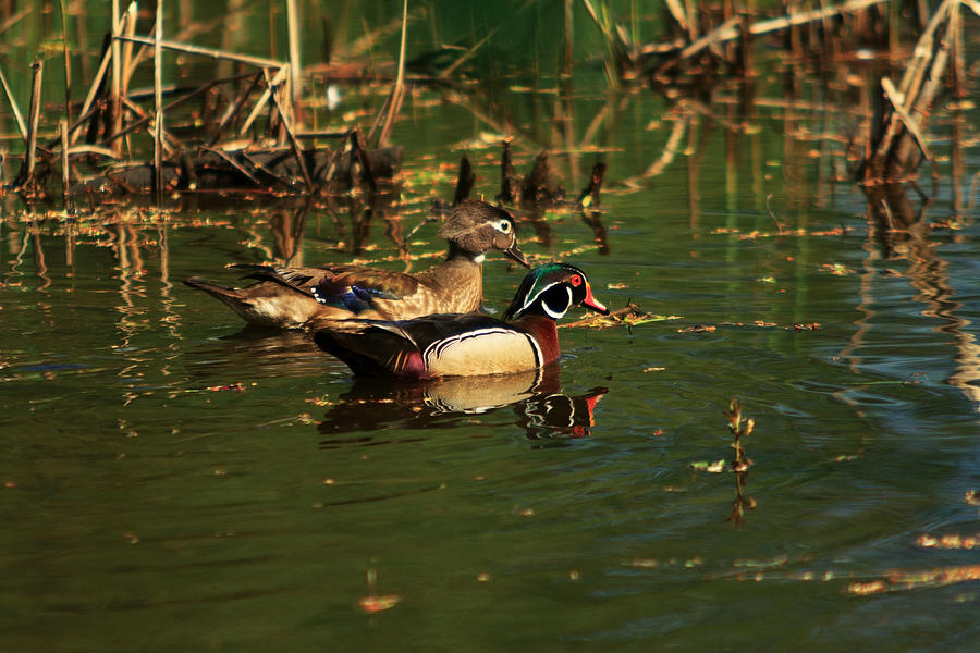 Wood Duck Pair Photograph by Josef Pittner