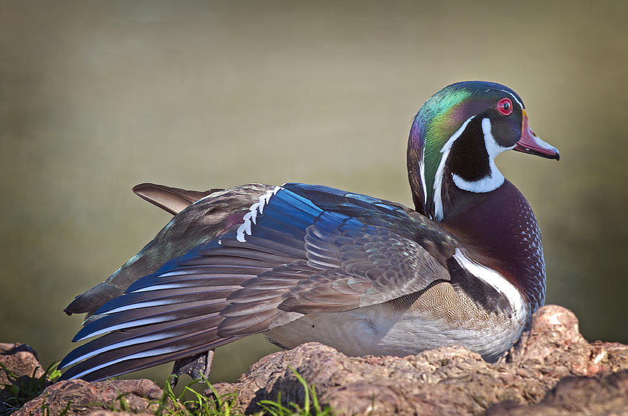 Wood Duck Profile Photograph by Bonnie Barry