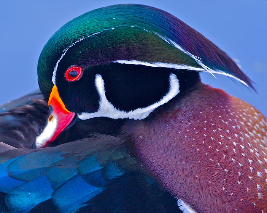 Nature Photograph - Wood Duck Profile by Bruce Colin