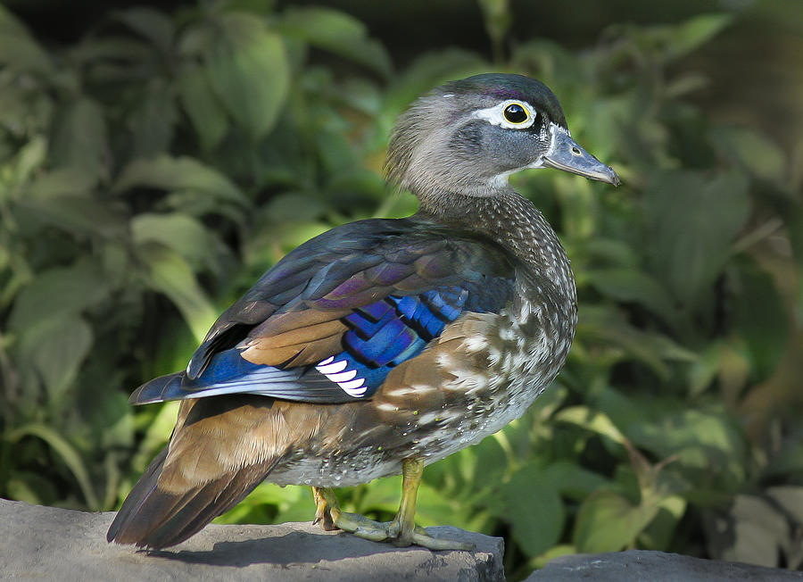 Wood Duck Profile Photograph by Jean Noren