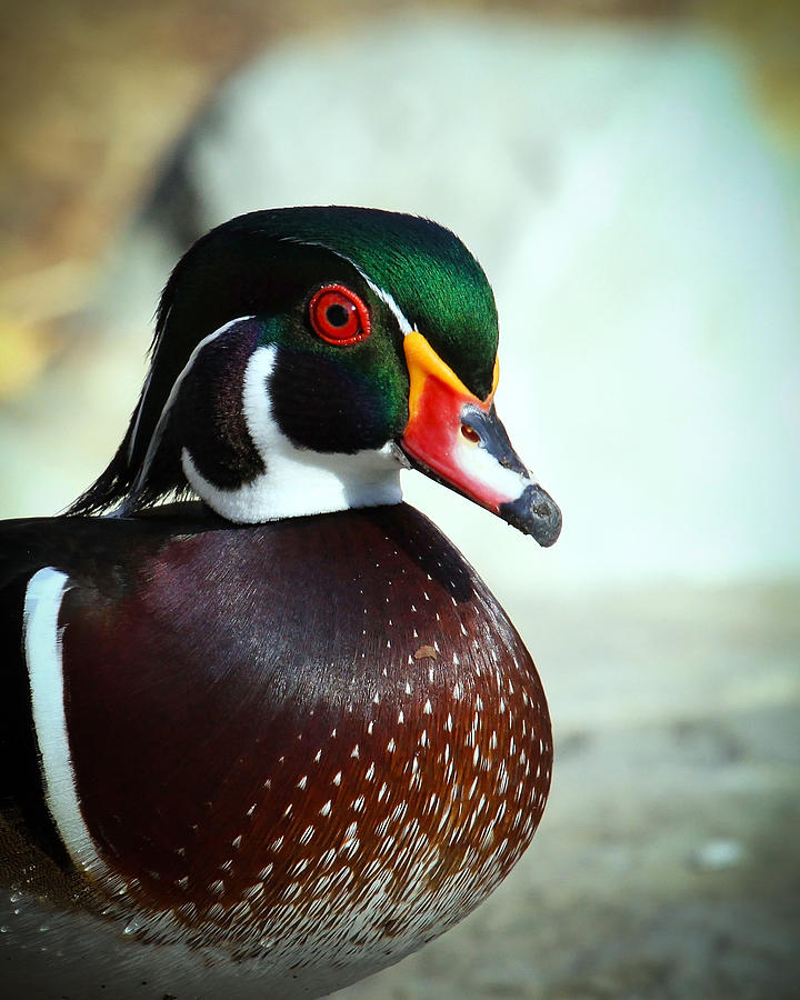 Wood Duck Profile Photograph by Steve McKinzie
