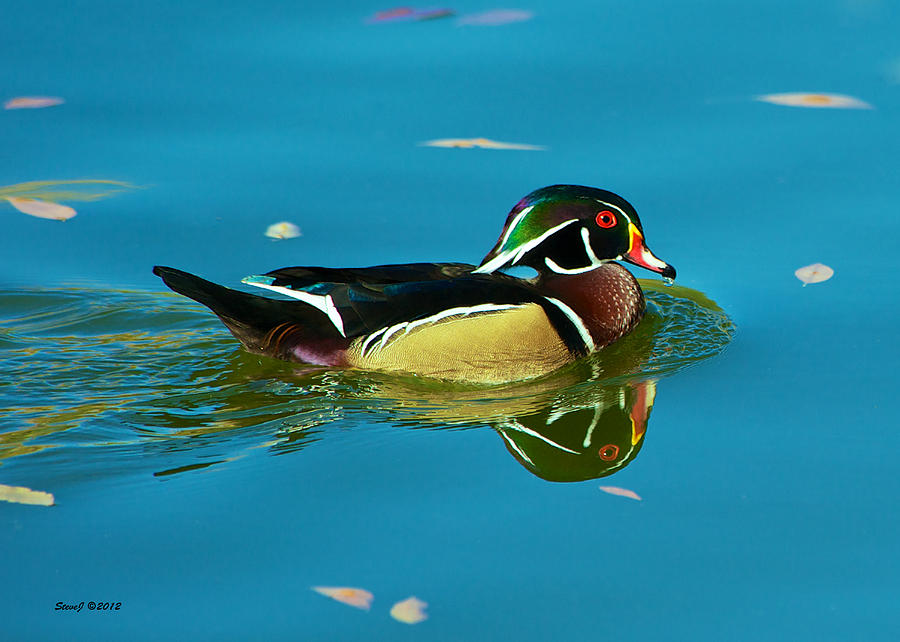 Wood Duck Reflections Photograph by Stephen Johnson