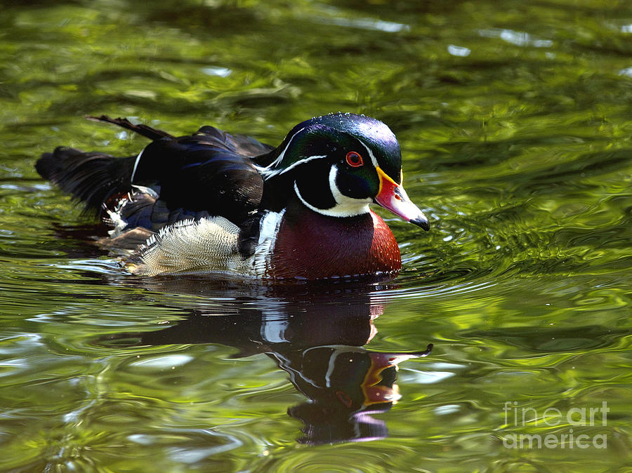 Duck Photograph - Wood Duck by Sharon Talson